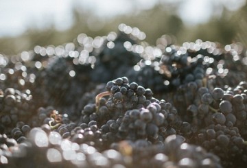 A Passion for Central Otago Pinot Noir